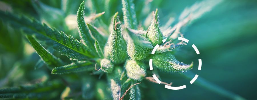 Die Anatomie Der Cannabispflanze Wie baut man Gras an